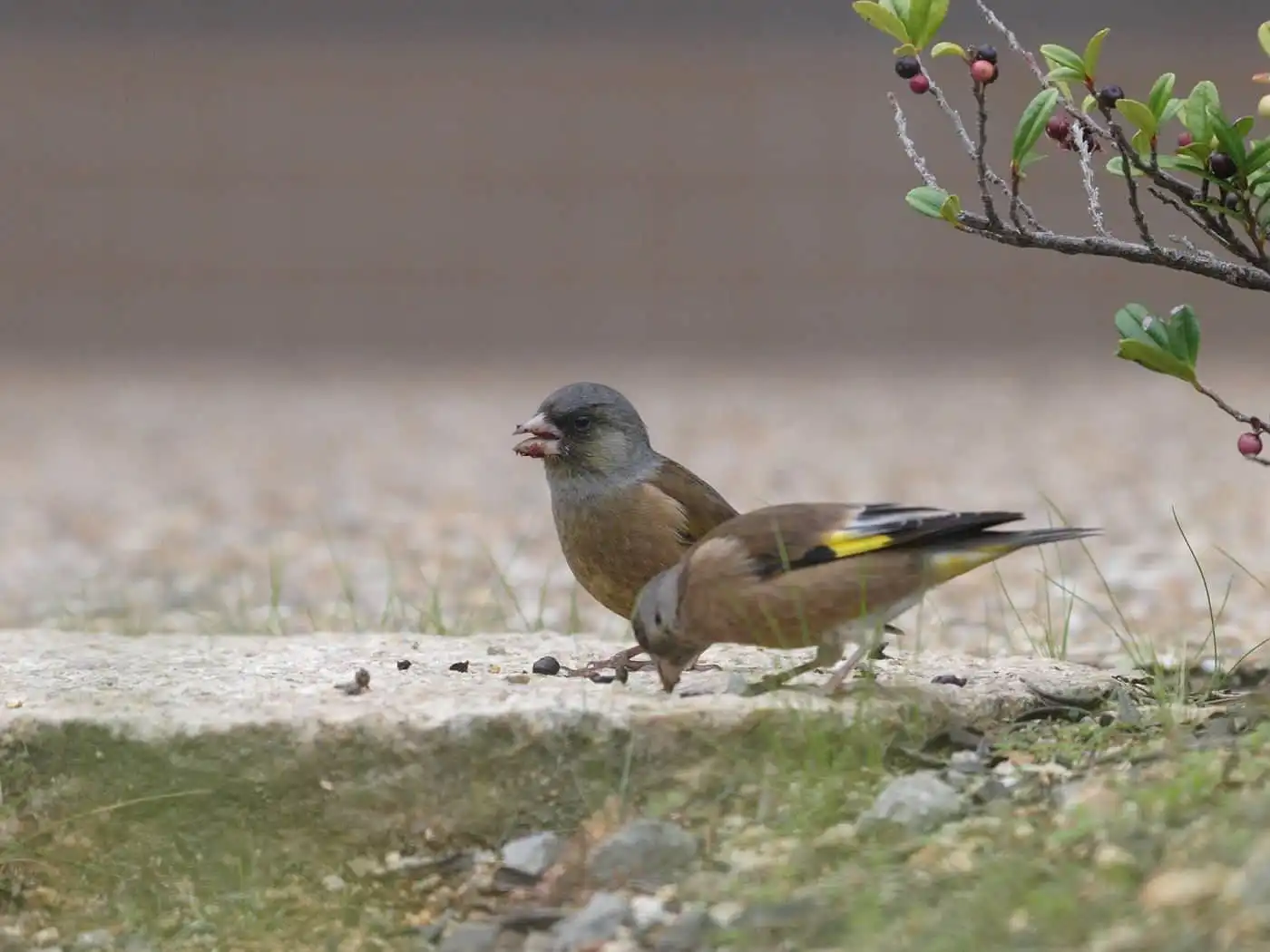 野鳥写真・カワラヒワの写真