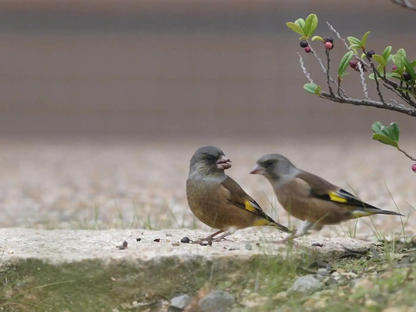 野鳥写真・カワラヒワの写真