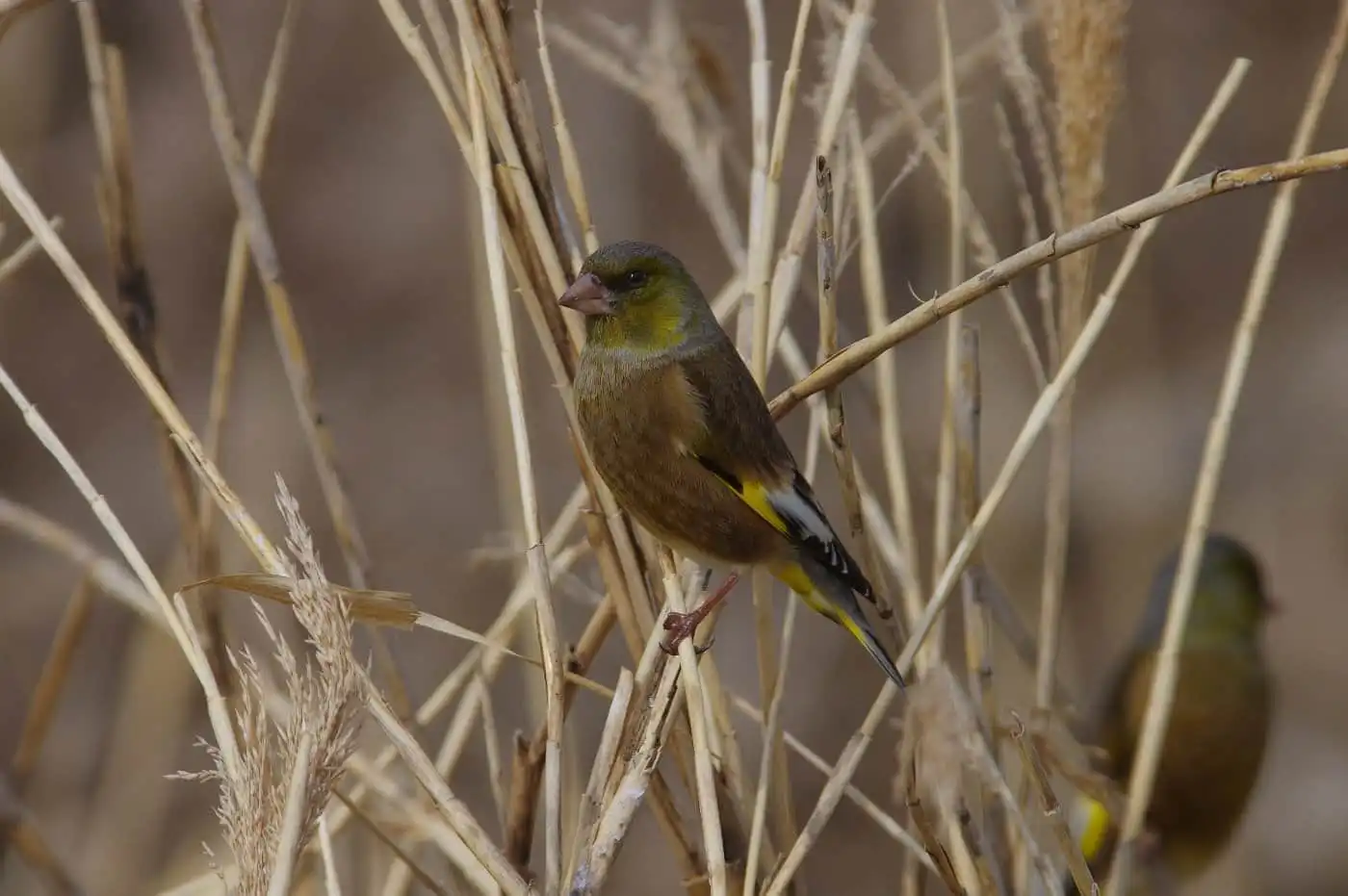 野鳥写真・カワラヒワの写真