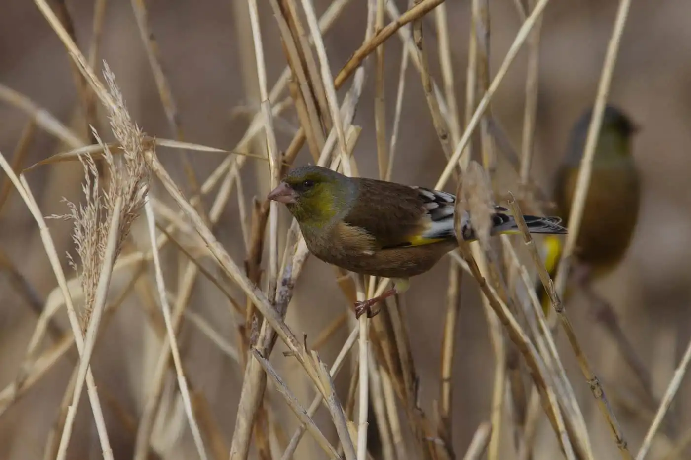 野鳥写真・カワラヒワの写真