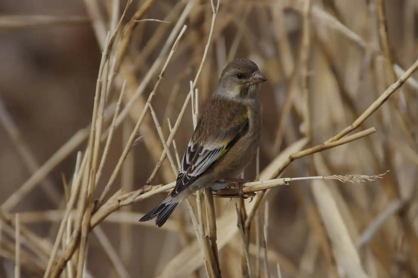 野鳥写真・カワラヒワの写真
