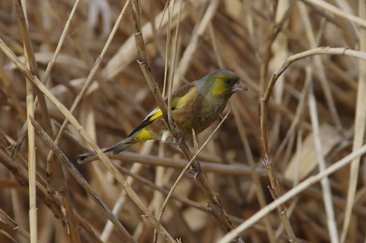 野鳥写真・カワラヒワの写真