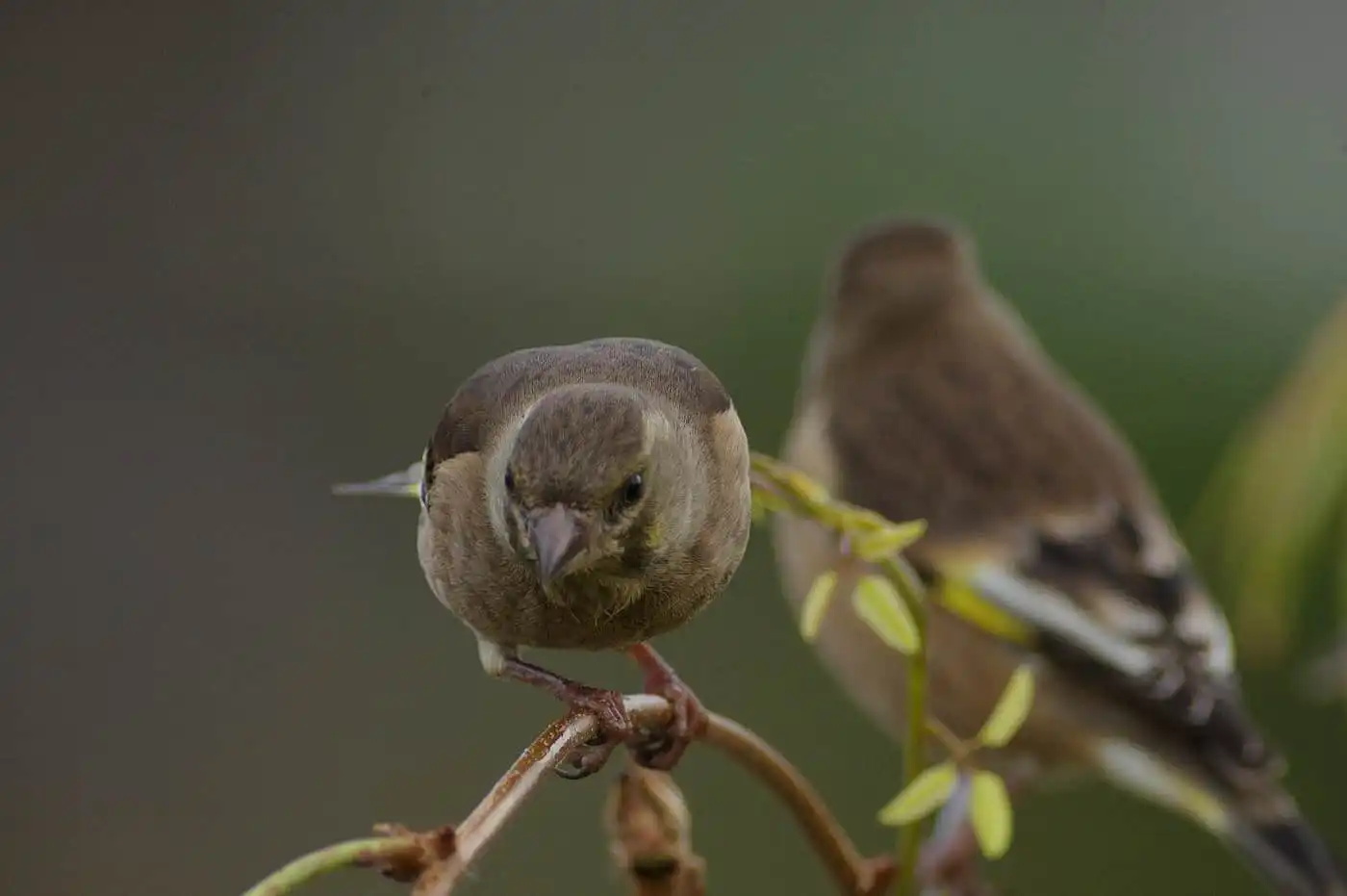野鳥写真・カワラヒワの写真