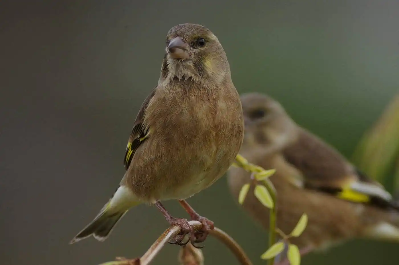 野鳥写真・カワラヒワの写真