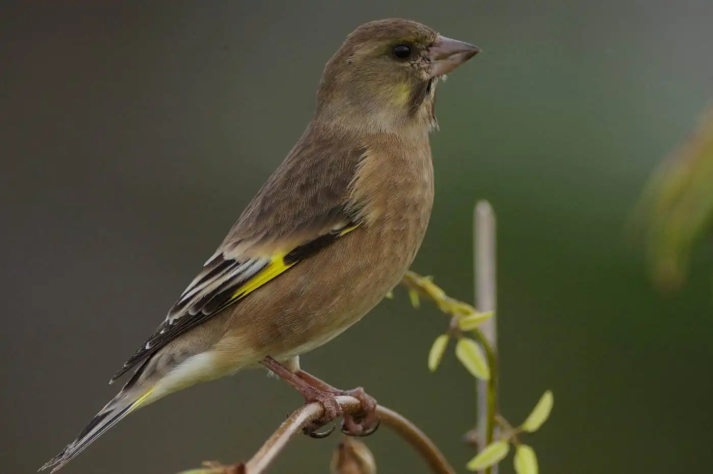 野鳥写真・カワラヒワの写真