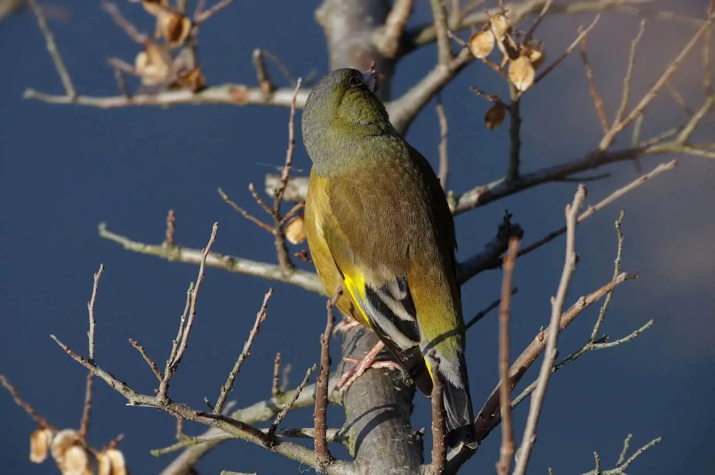 野鳥写真・カワラヒワの写真