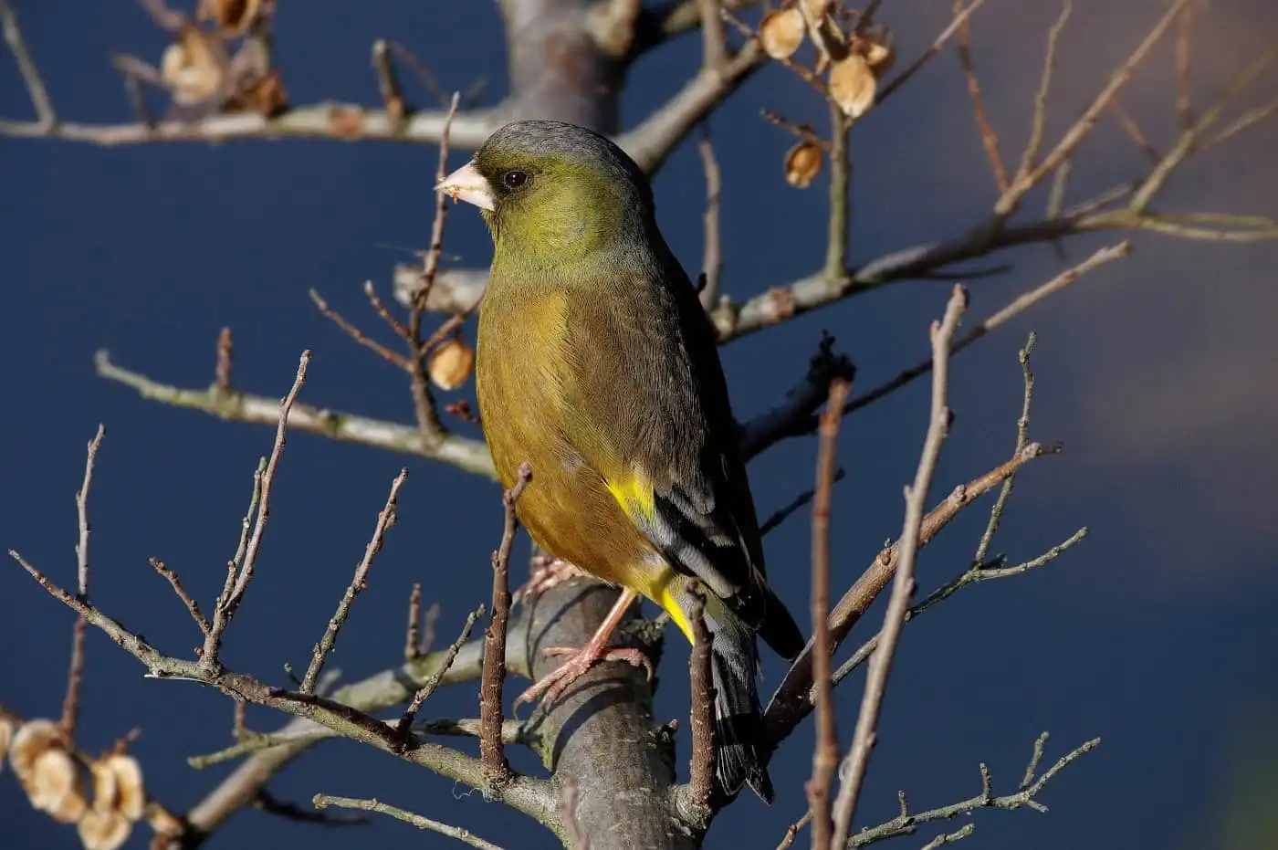 野鳥写真・カワラヒワの写真
