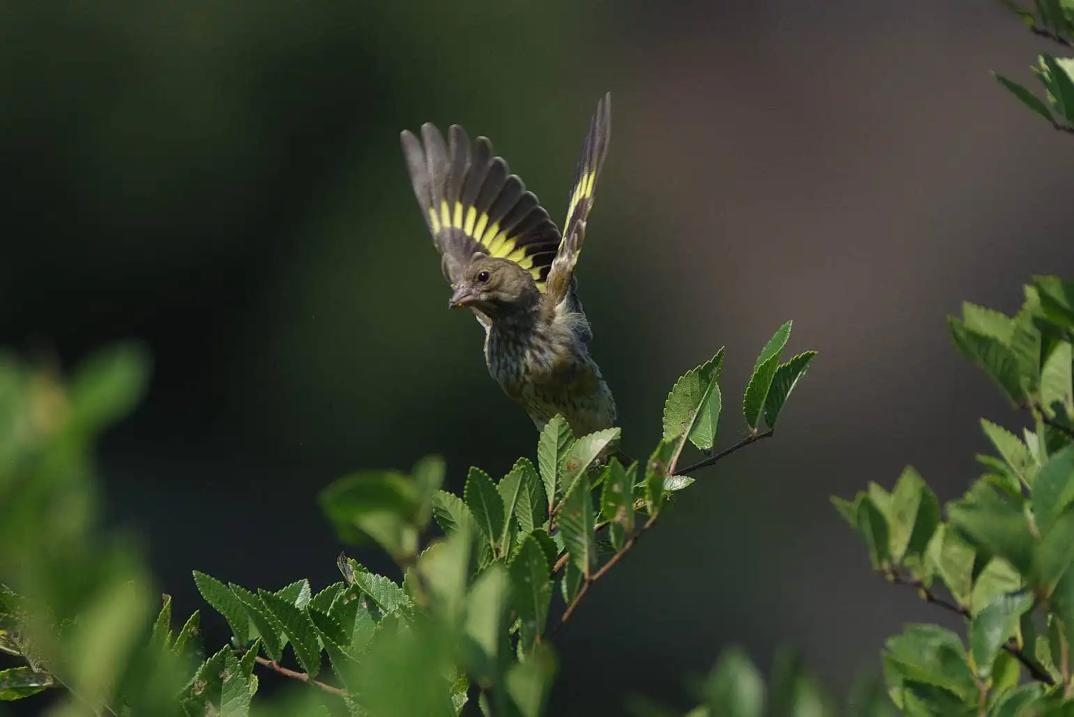 野鳥写真・カワラヒワの写真