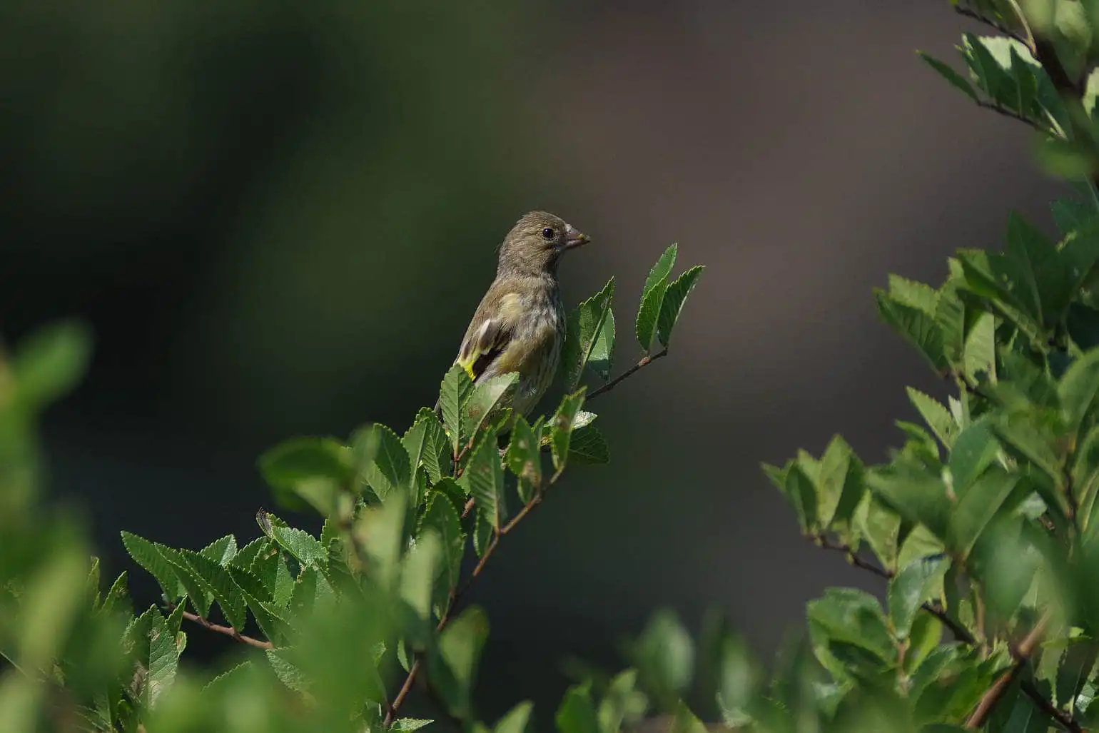 野鳥写真・カワラヒワの写真