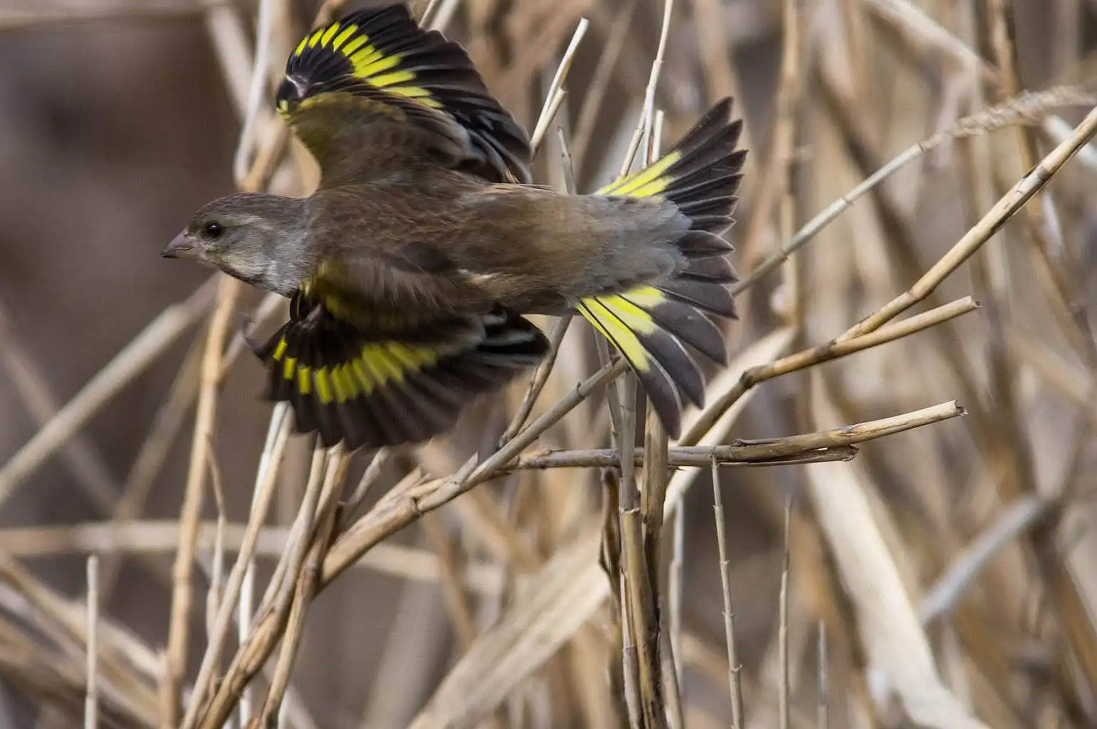 野鳥写真・カワラヒワの写真