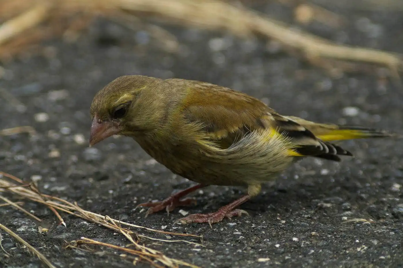 野鳥写真・カワラヒワの写真