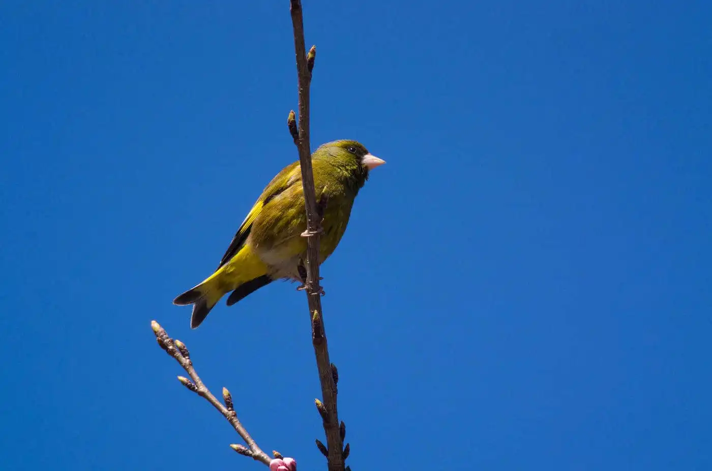 野鳥写真・カワラヒワの写真
