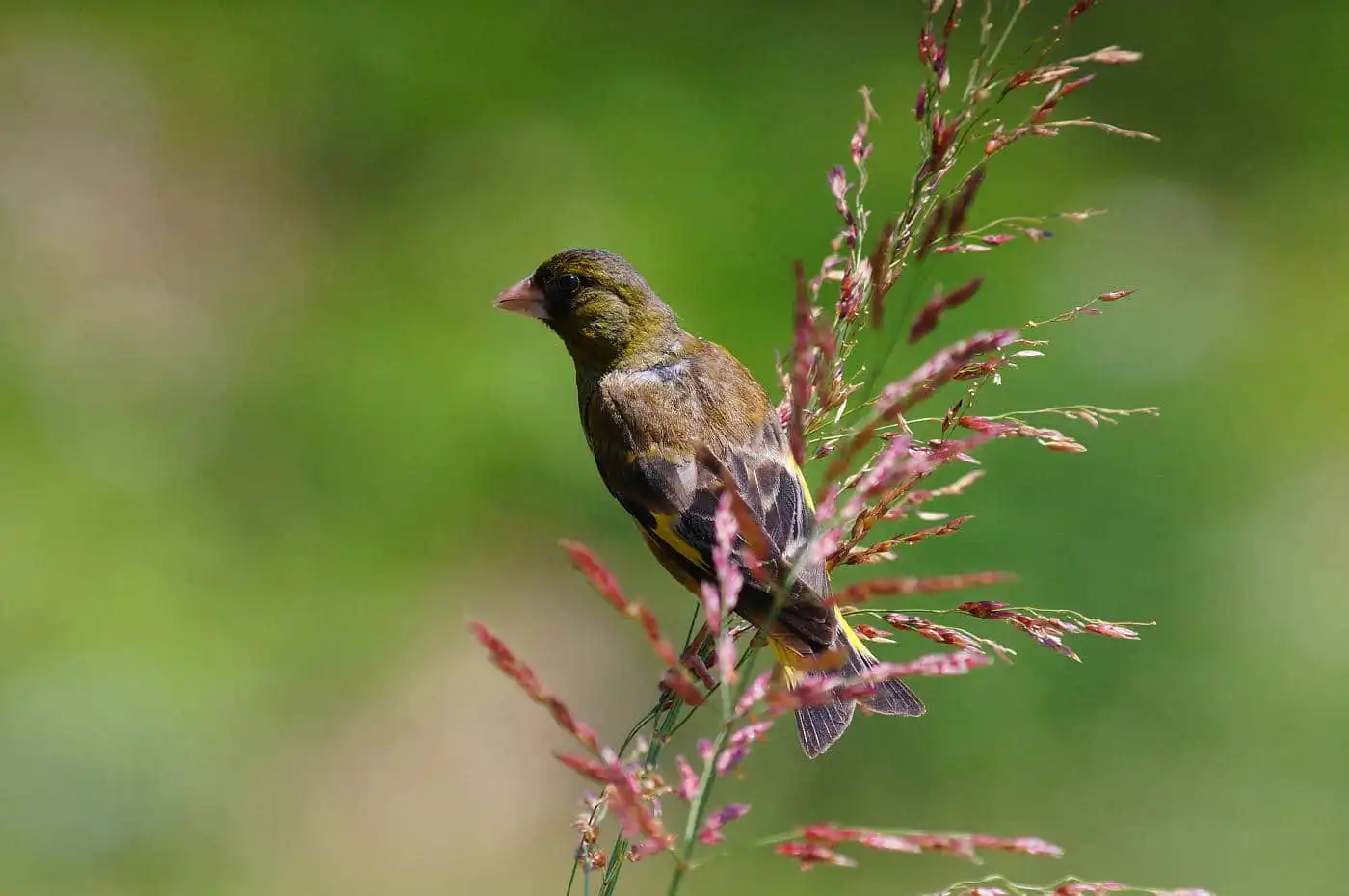 野鳥写真・カワラヒワの写真