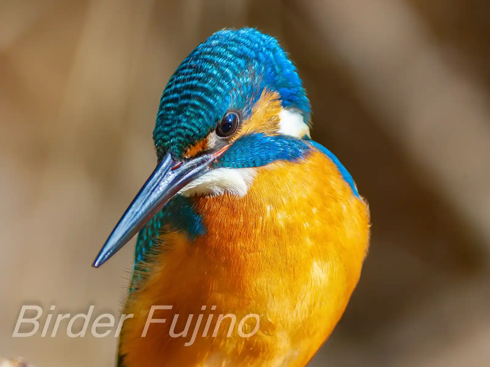 BORG125SDで撮影した野鳥・カワセミの写真画像