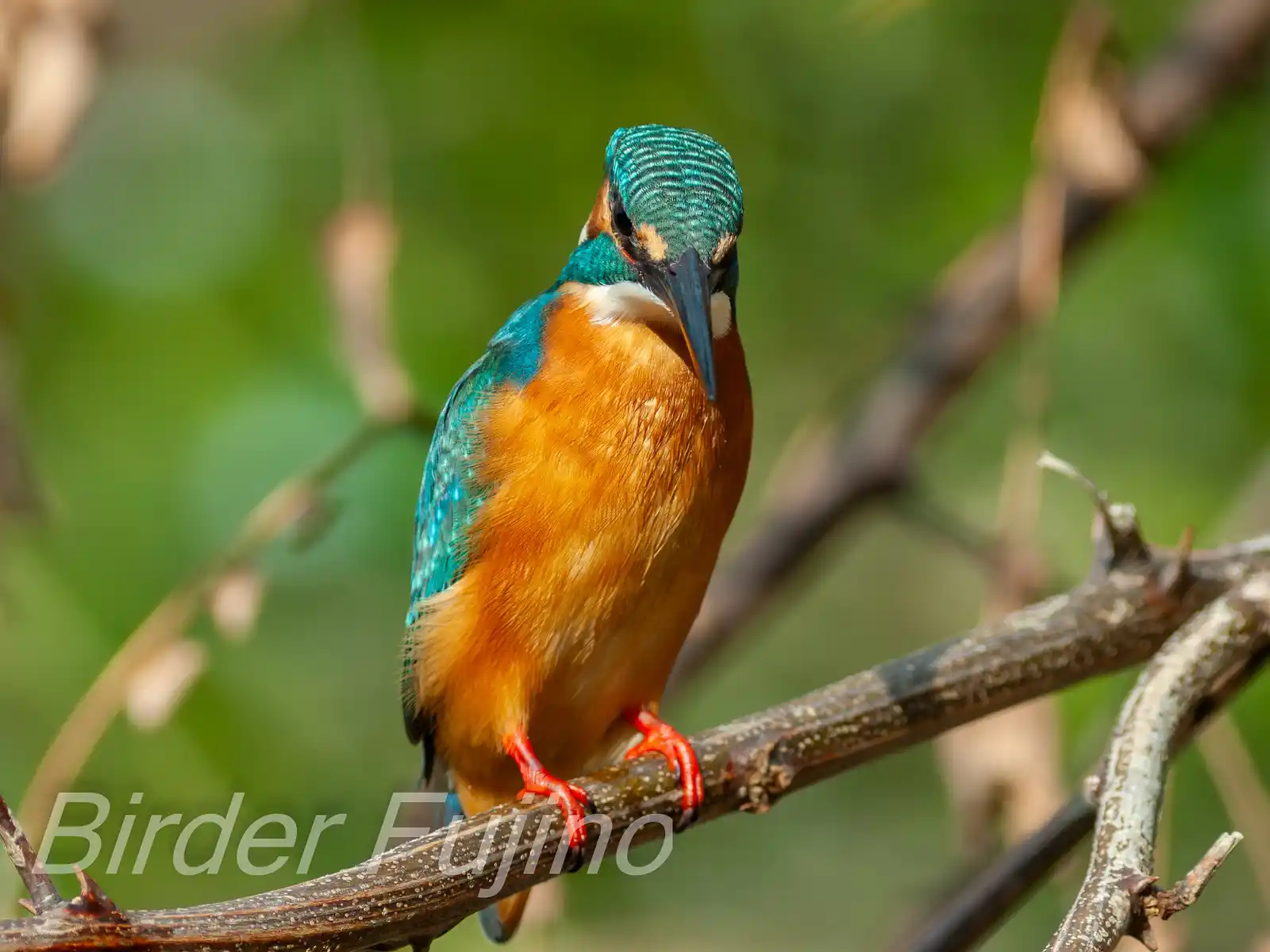BORG125SDで撮影した野鳥・カワセミの写真画像