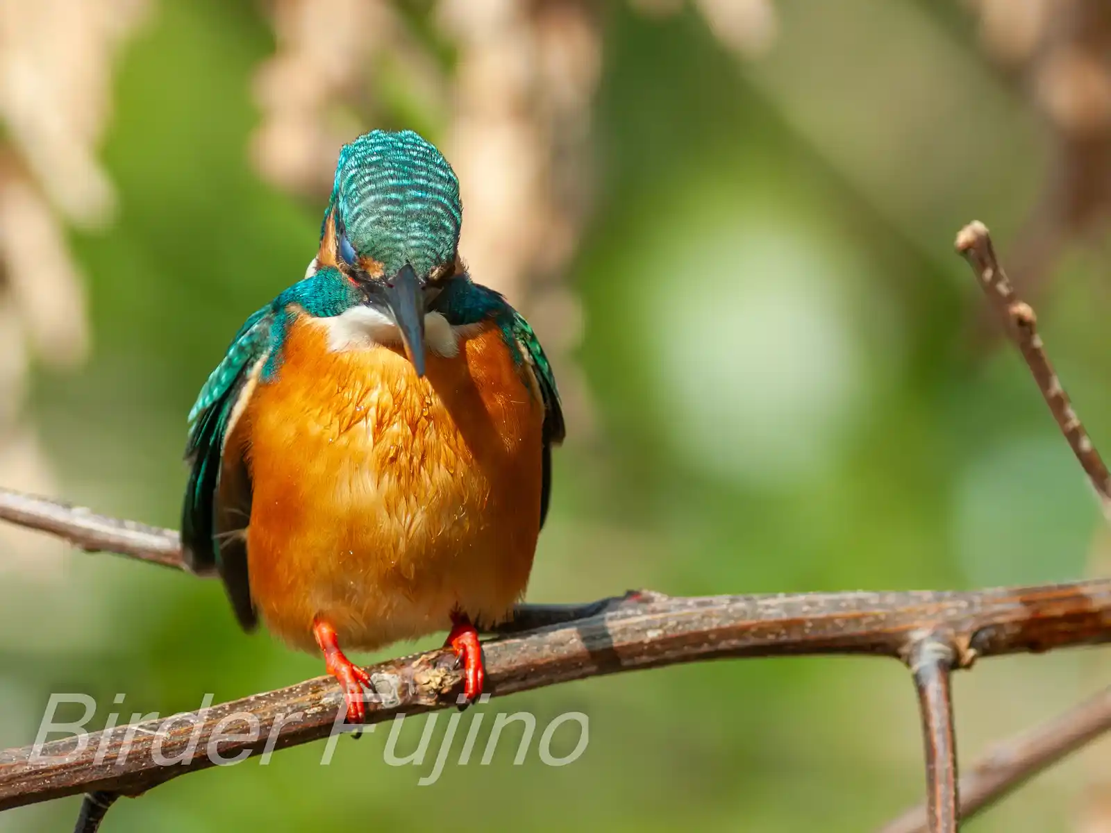 BORG125SDで撮影した野鳥・カワセミの写真画像