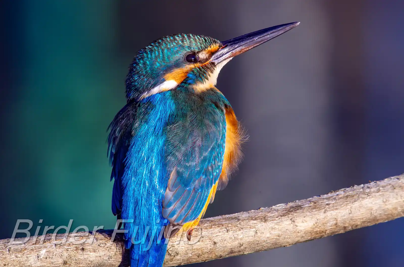 AFボーグ BORG71FLで撮影した野鳥・カワセミの写真画像