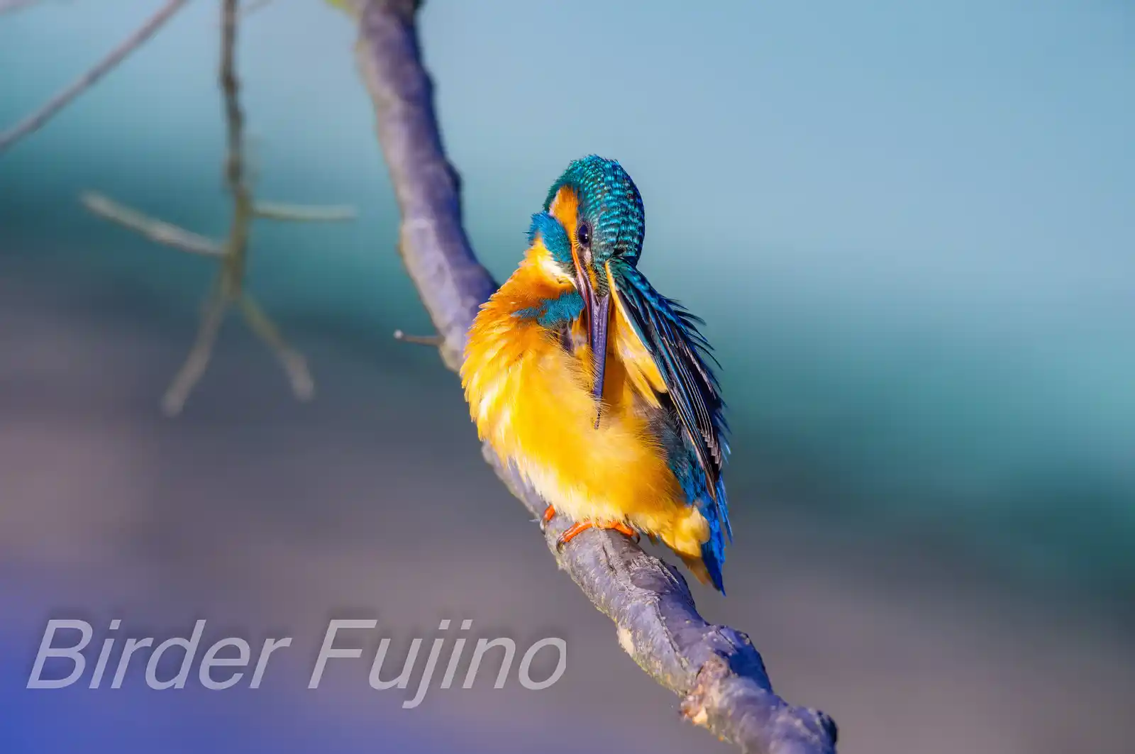 AFボーグ BORG71FLで撮影した野鳥・カワセミの写真画像