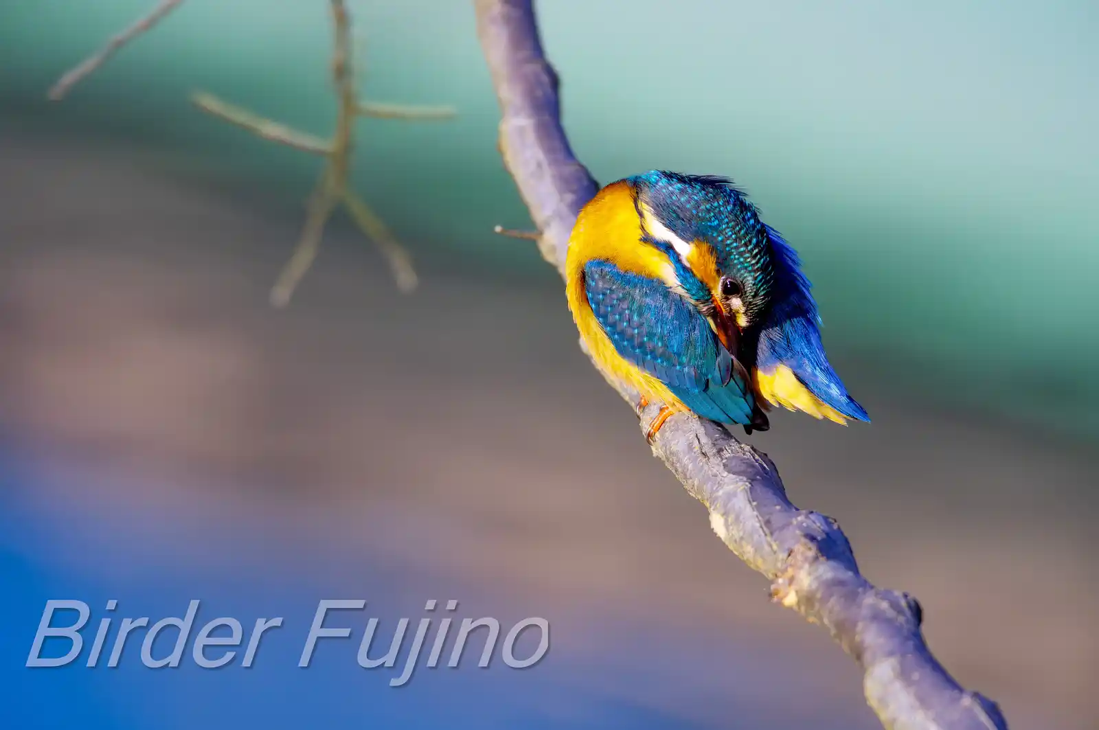 AFボーグ BORG71FLで撮影した野鳥・カワセミの写真画像