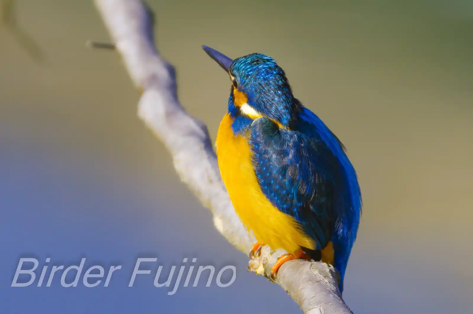 AFボーグ BORG71FLで撮影した野鳥・カワセミの写真画像