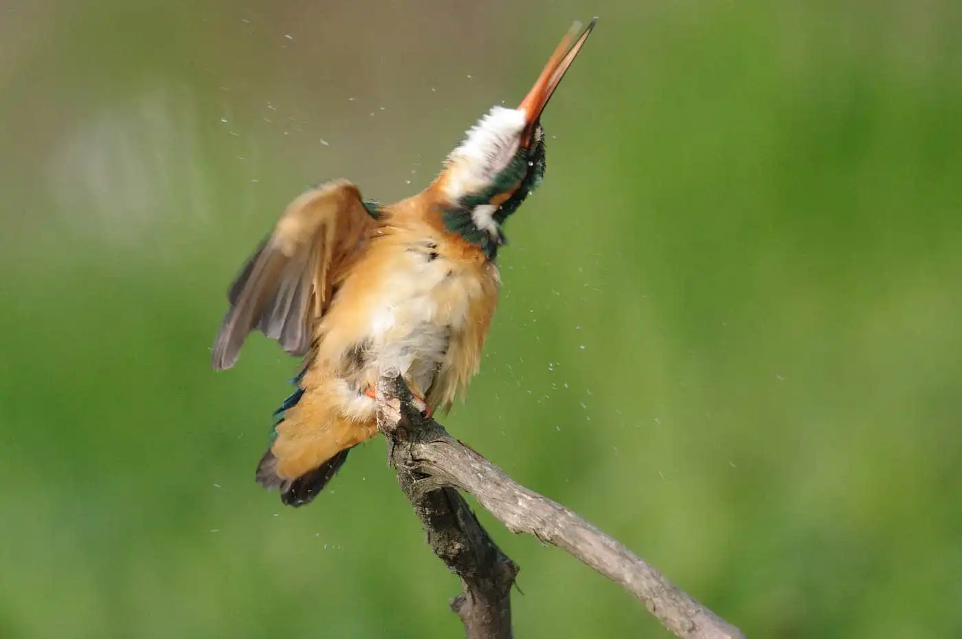 Tokina AT-X SD 300mm F2.8で撮影した野鳥・カワセミの写真画像