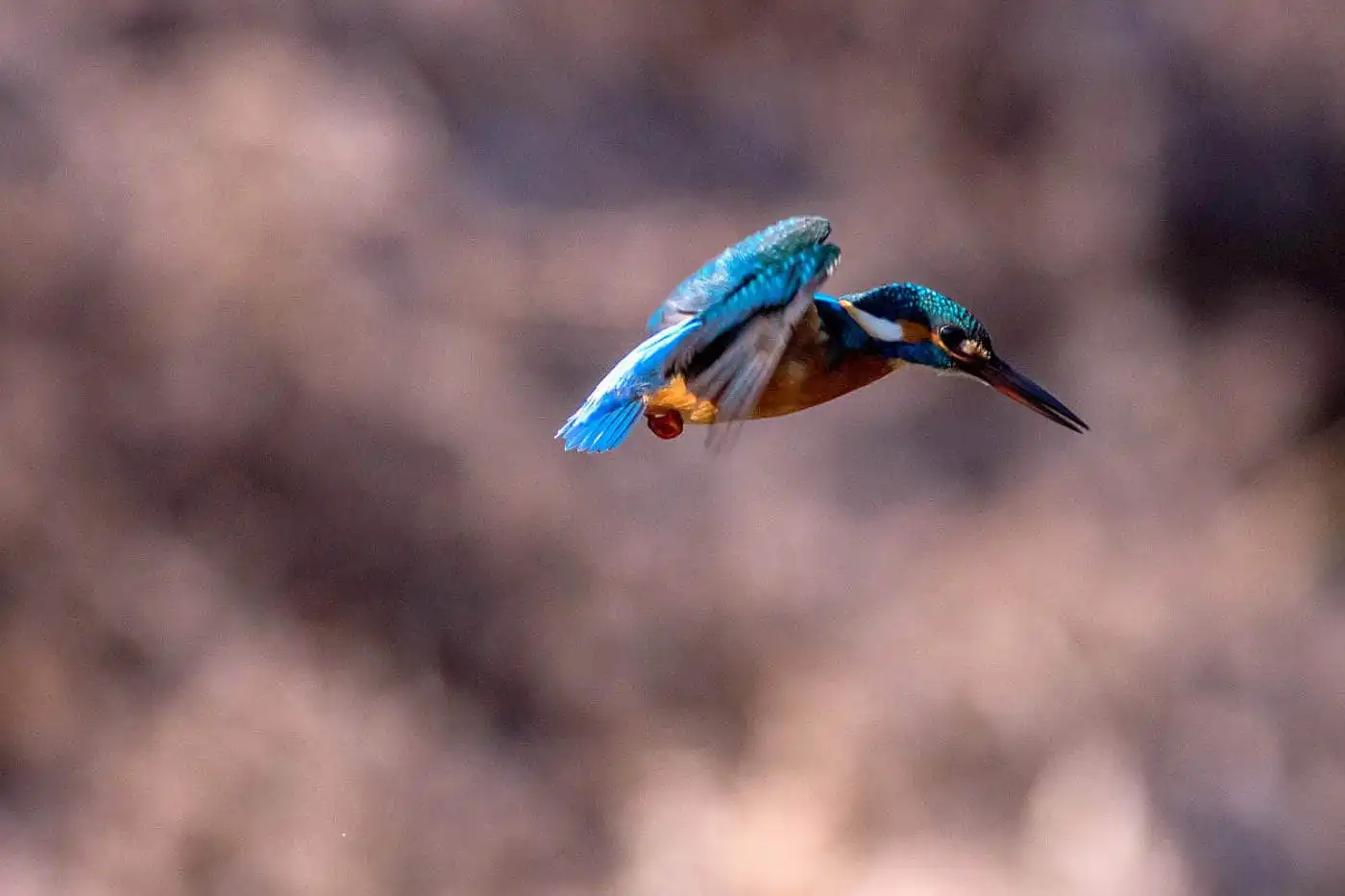 AFボーグ BORG90FLで撮影した野鳥・カワセミの写真画像