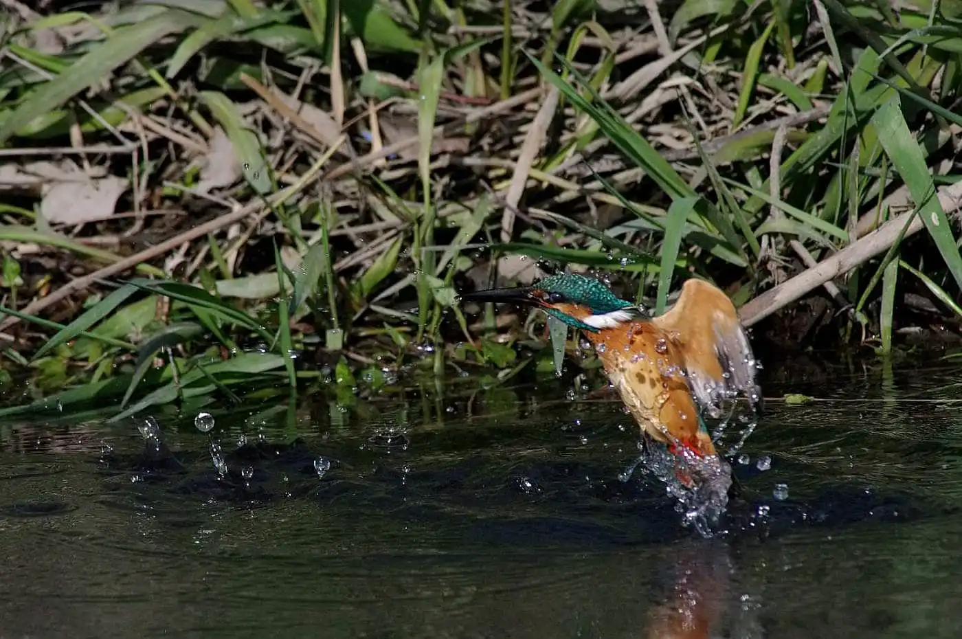 Tokina AT-X SD 300mm F2.8で撮影した野鳥・カワセミの写真画像