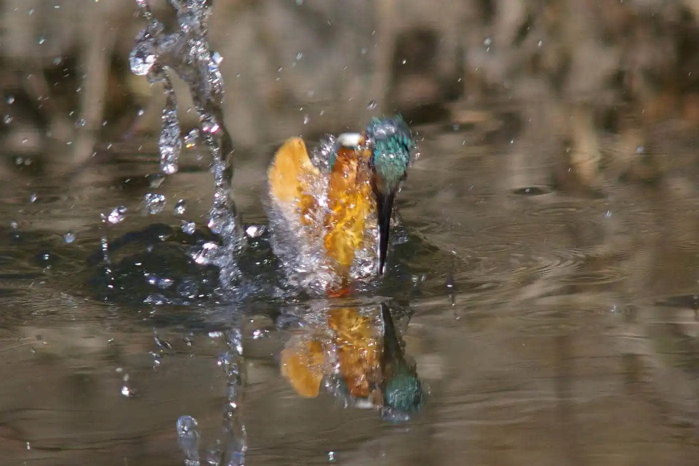 SMC-PENTAX500mmF4.5で撮影した野鳥・カワセミの写真画像