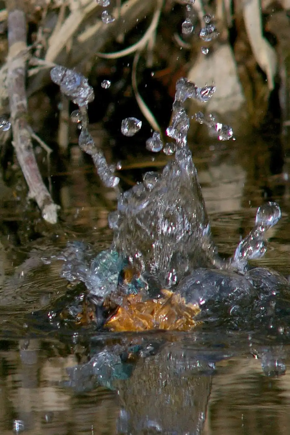 SMC-PENTAX500mmF4.5で撮影した野鳥・カワセミの写真画像