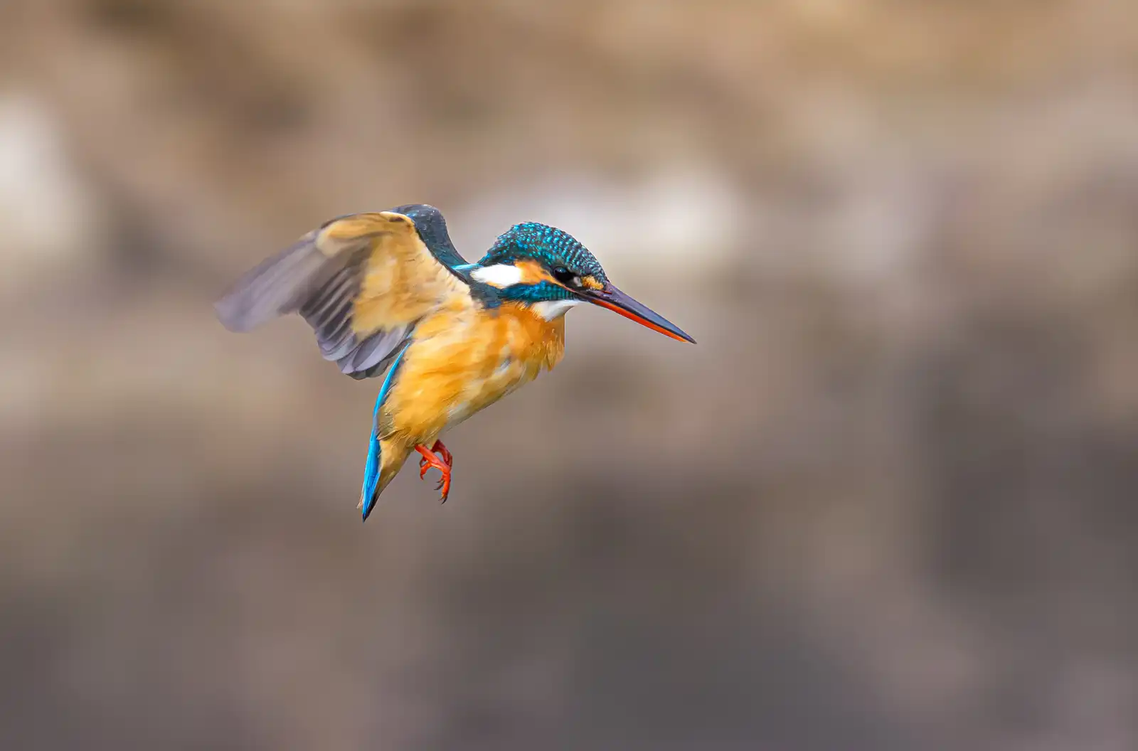 AFボーグ BORG71FLで撮影した野鳥・カワセミの写真画像