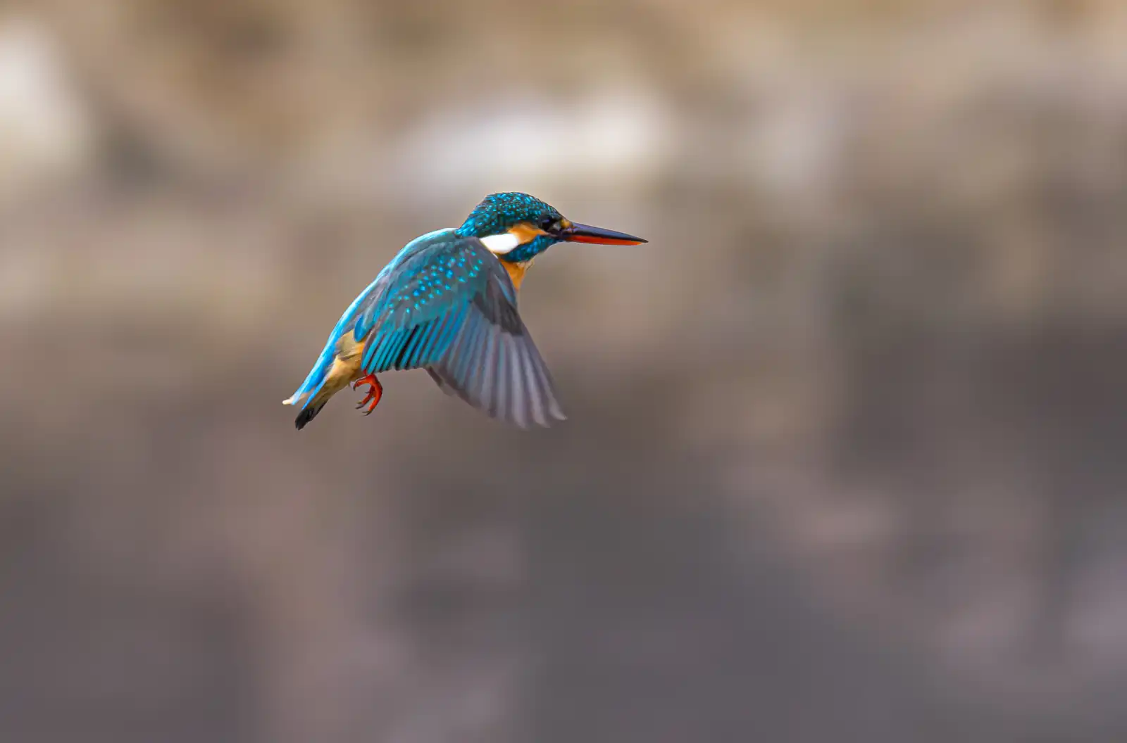 AFボーグ BORG71FLで撮影した野鳥・カワセミの写真画像