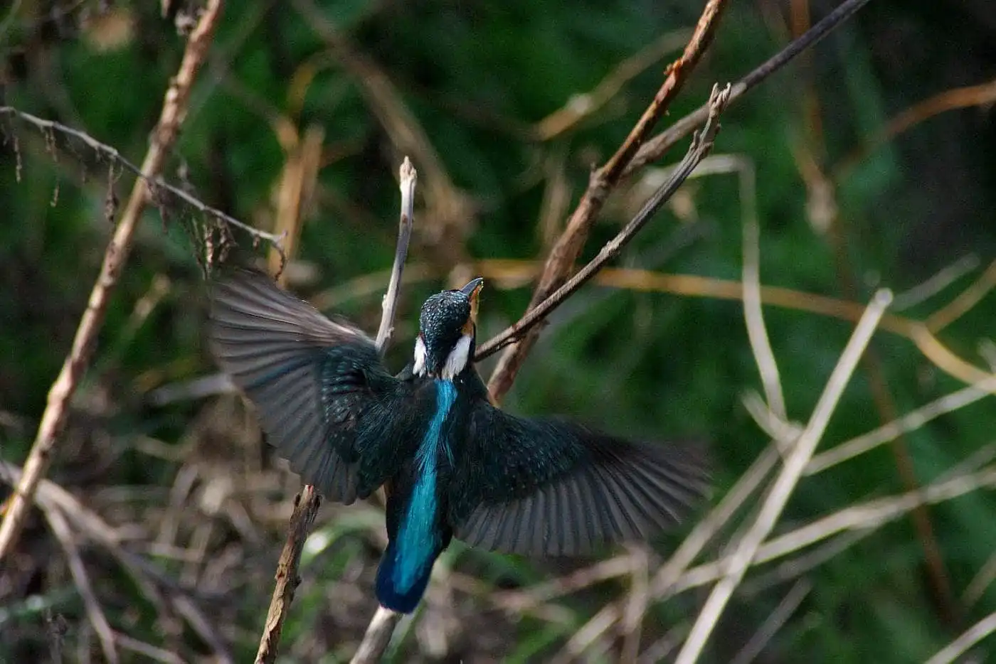 Tokina AT-X SD 300mm F2.8で撮影した野鳥・カワセミの写真画像