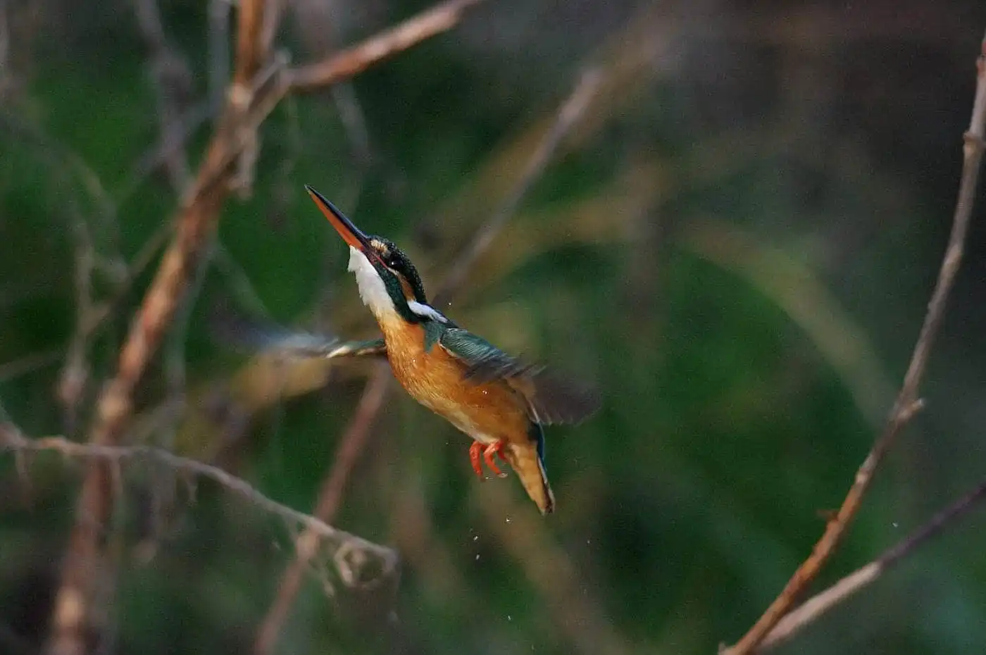 AFボーグ BORG101EDで撮影した野鳥・カワセミの写真画像