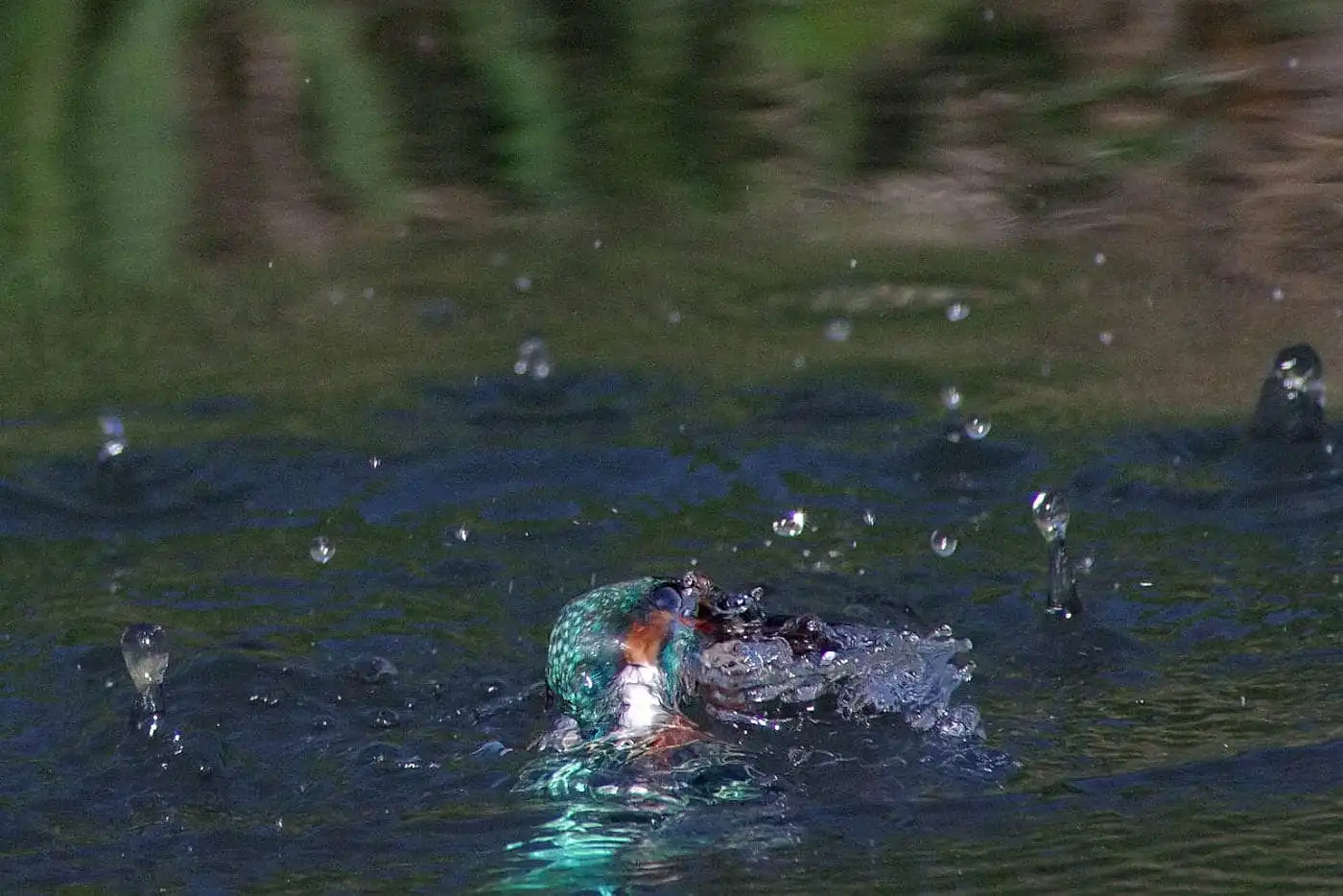 Tokina AT-X SD 300mm F2.8で撮影した野鳥・カワセミの写真画像