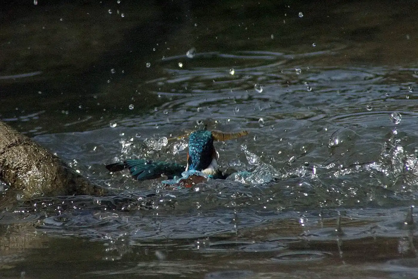 Tokina AT-X SD 300mm F2.8で撮影した野鳥・カワセミの写真画像