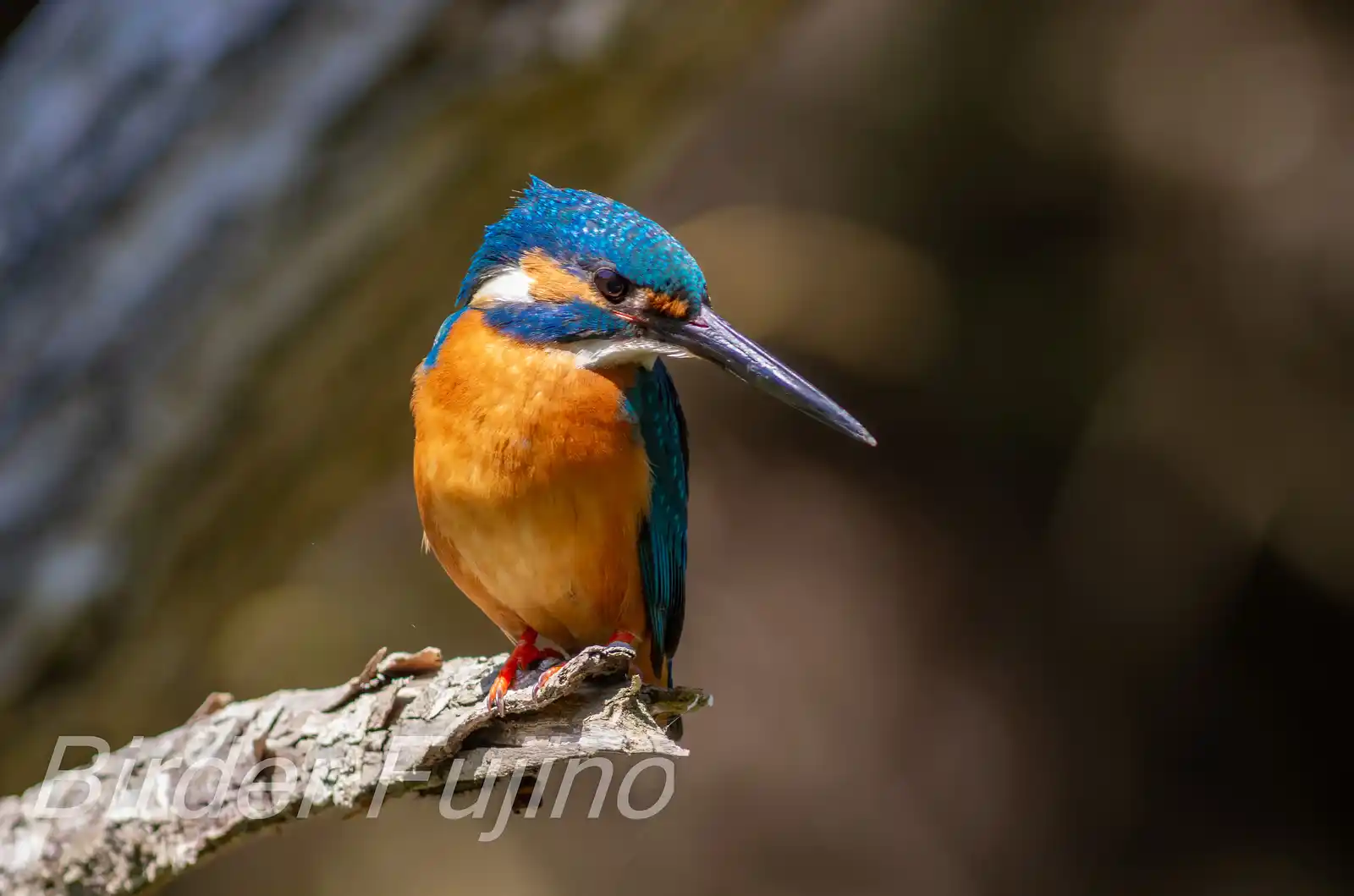 BORG89EDで撮影した野鳥・カワセミの写真画像