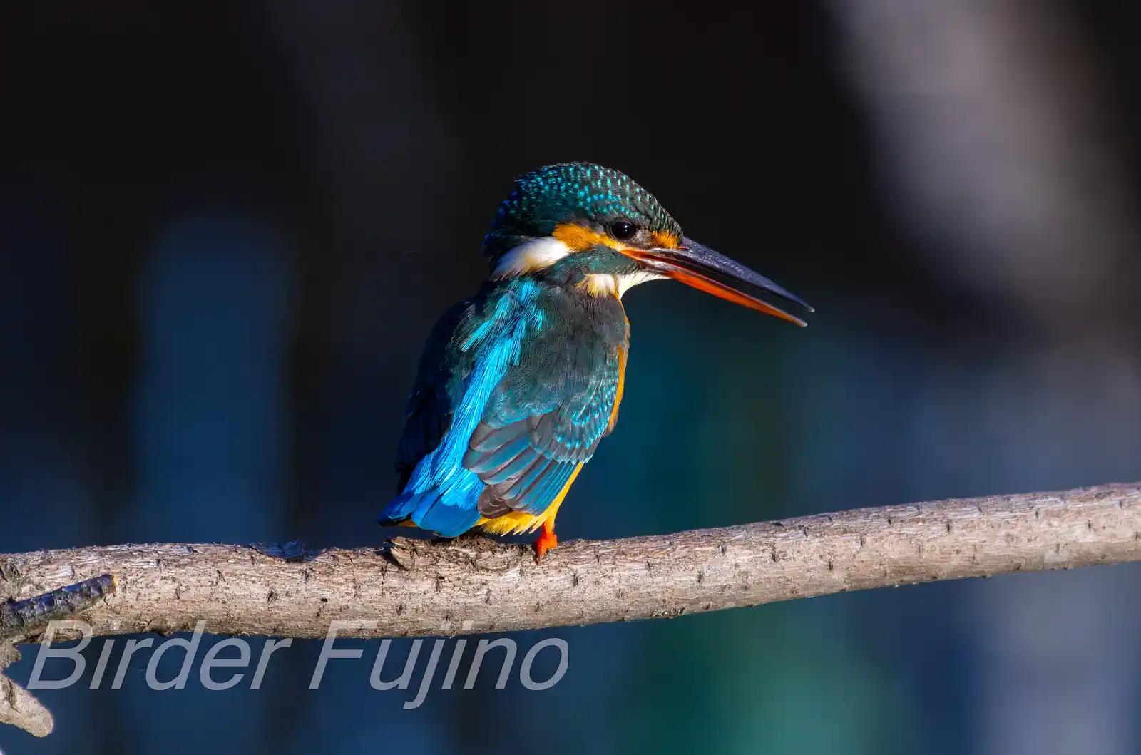 AFボーグ BORG45EDⅡで撮影した野鳥・カワセミの写真画像
