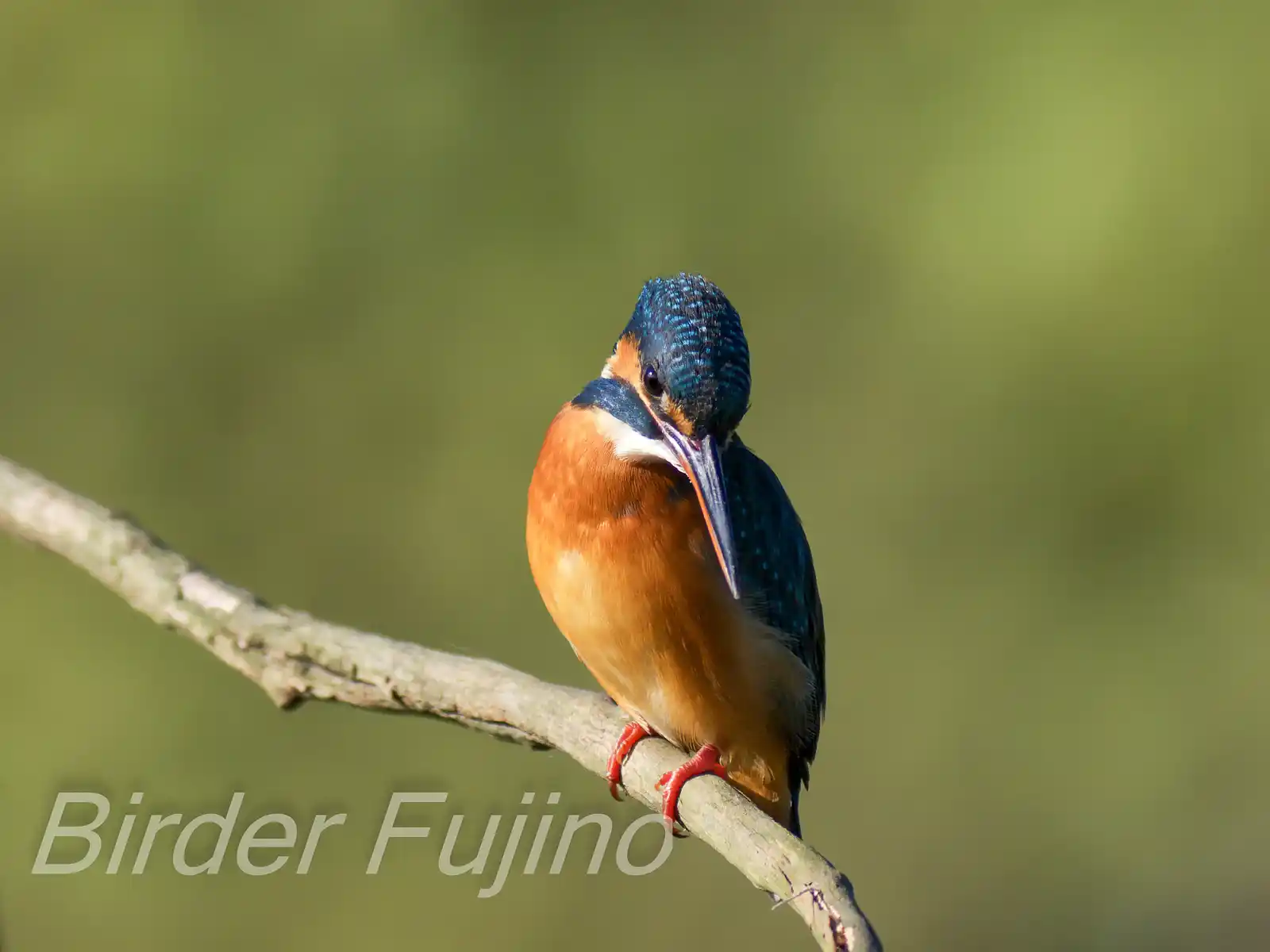 AFボーグ BORG71FLで撮影した野鳥・カワセミの写真画像