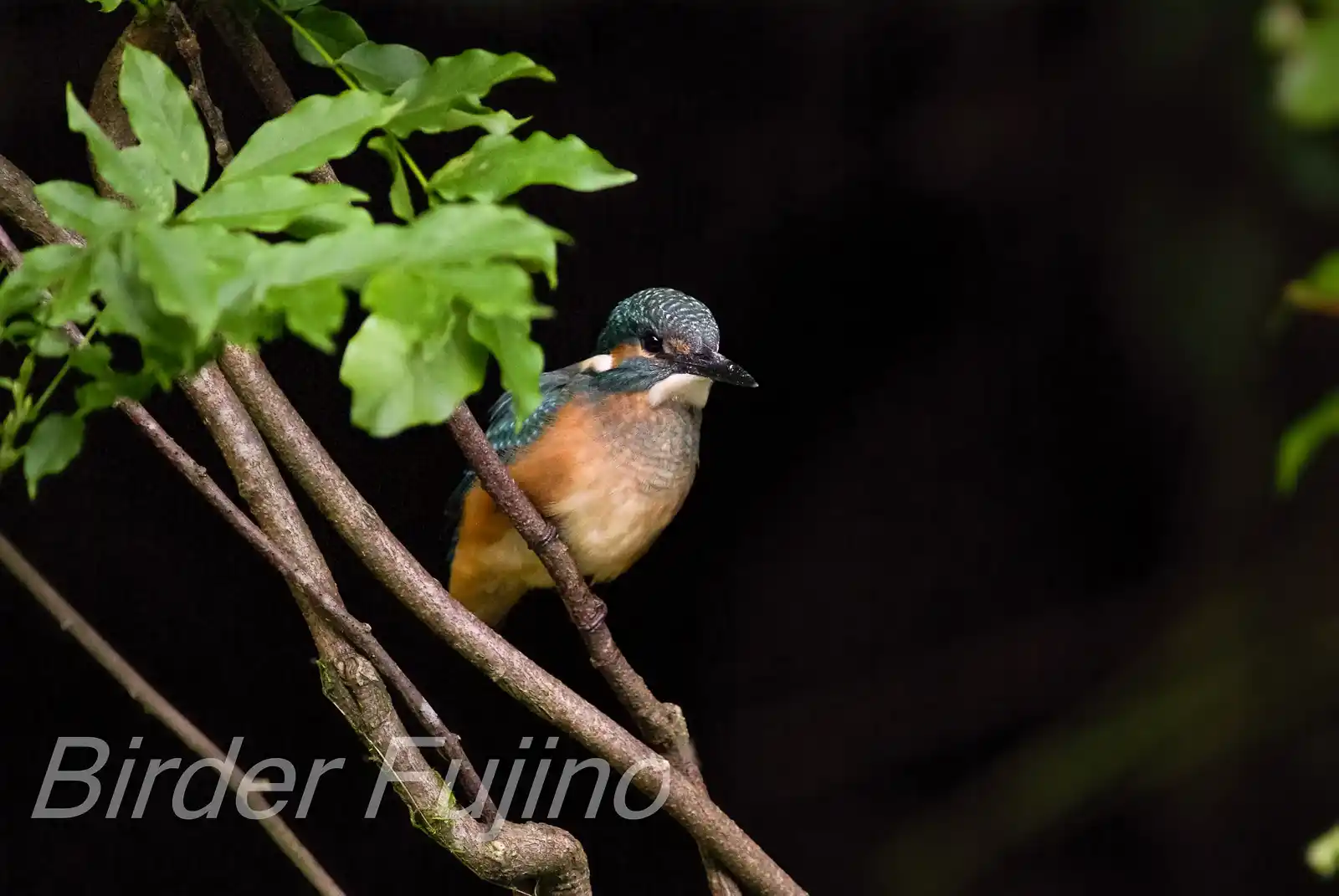 BORG125SDで撮影した野鳥・カワセミの写真画像