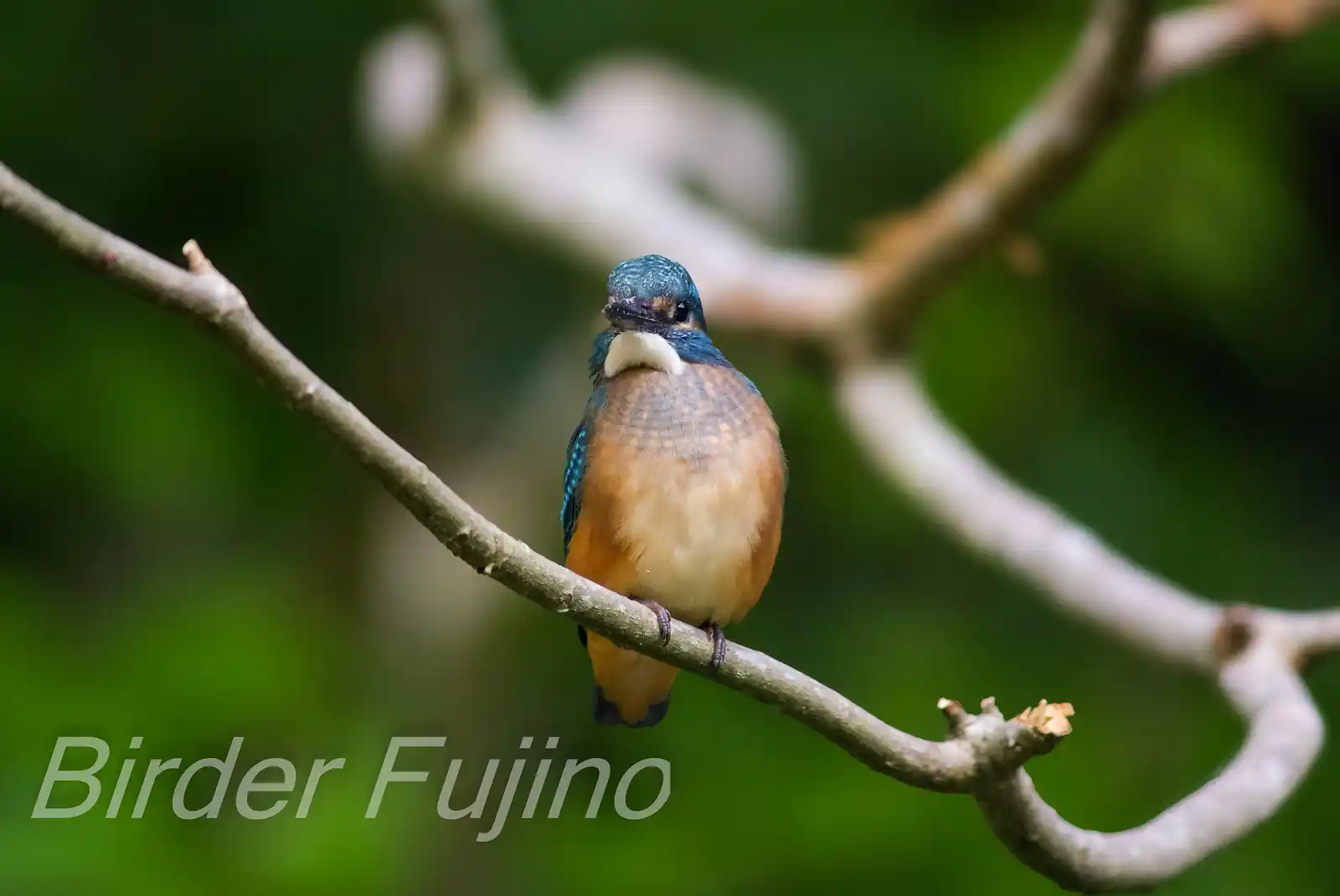 BORG125SDで撮影した野鳥・カワセミの写真画像