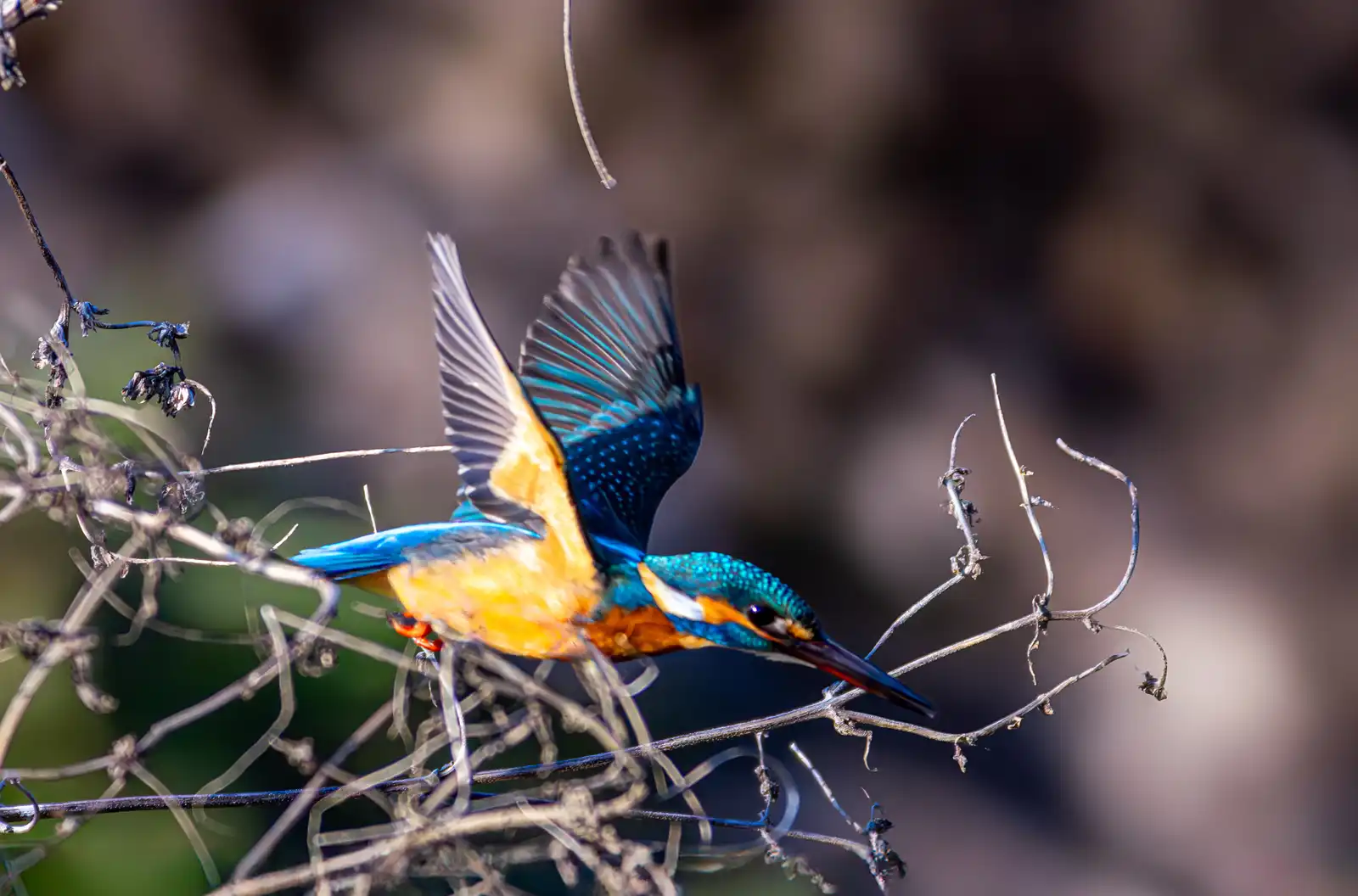 AFボーグ BORG90FLで撮影した野鳥・カワセミの写真画像