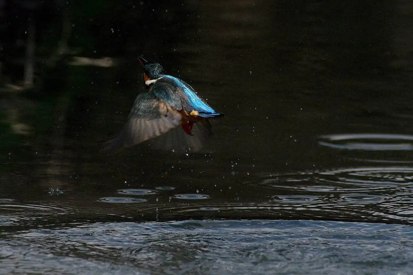 Tokina AT-X SD 300mm F2.8で撮影した野鳥・カワセミの写真画像