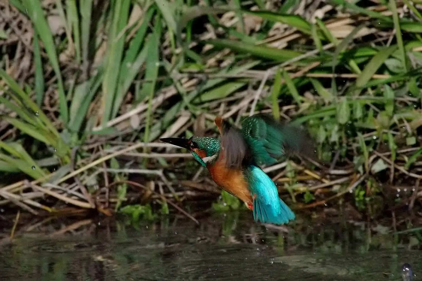 Tokina AT-X SD 300mm F2.8で撮影した野鳥・カワセミの写真画像