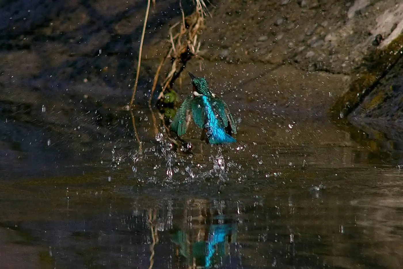 SMC-PENTAX500mmF4.5で撮影した野鳥・カワセミの写真画像