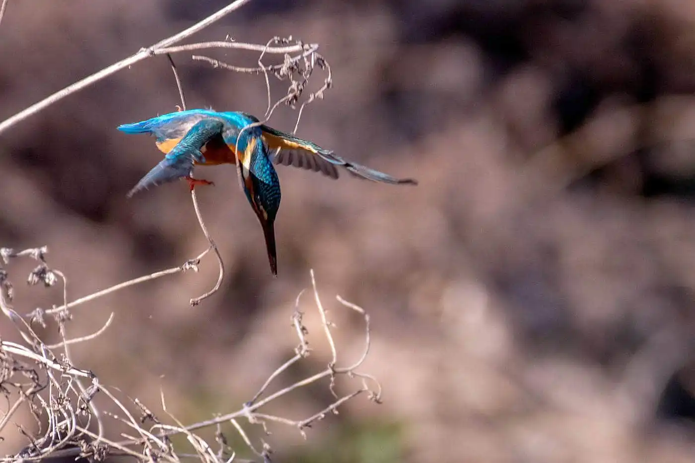 AFボーグ BORG71FLで撮影した野鳥・カワセミの写真画像