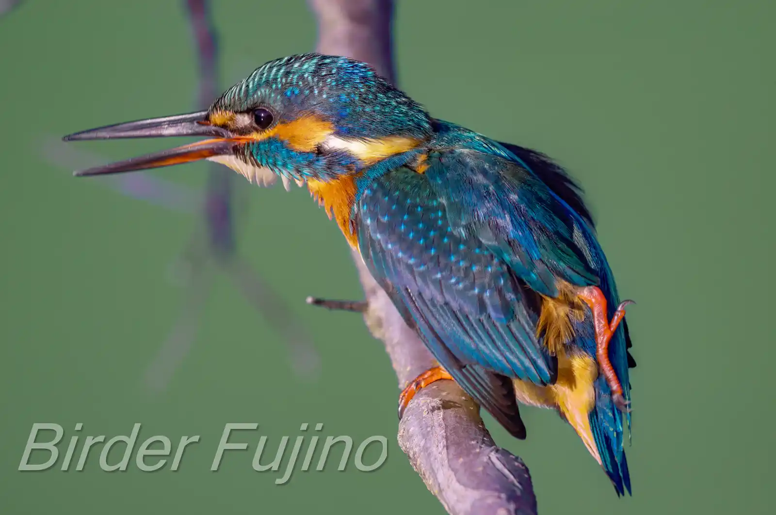 BORG89EDで撮影した野鳥・カワセミの写真画像