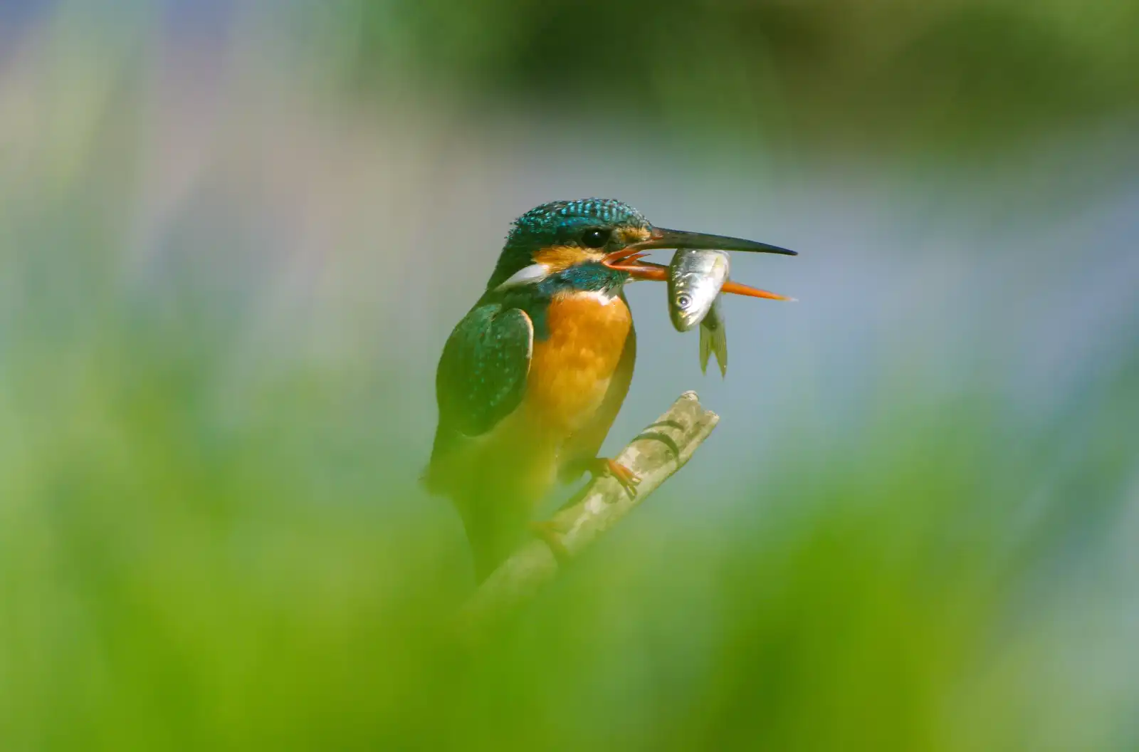 BORG101EDで撮影した野鳥・カワセミの写真画像