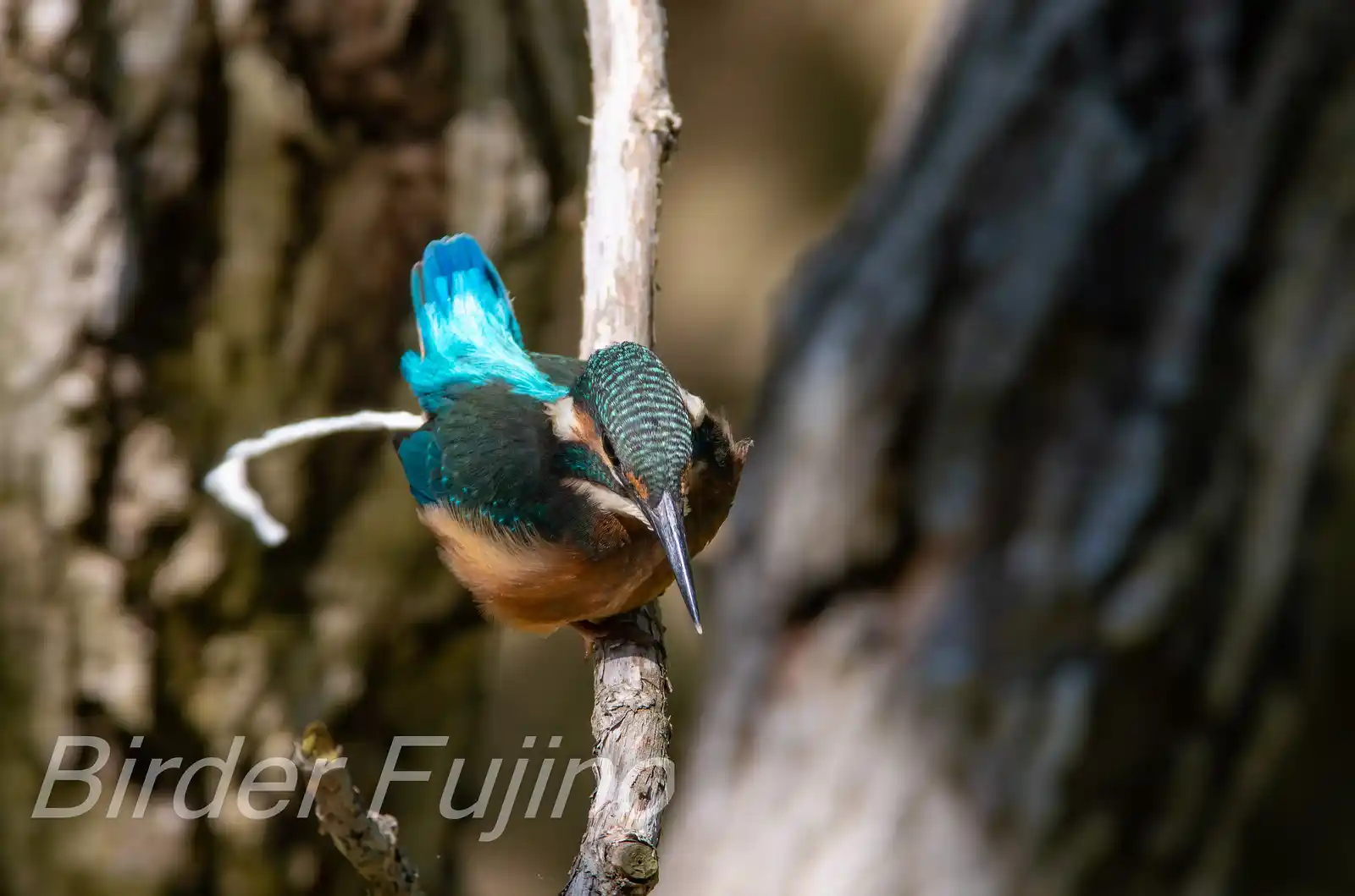 AFボーグ BORG71FLで撮影した野鳥・カワセミの写真画像