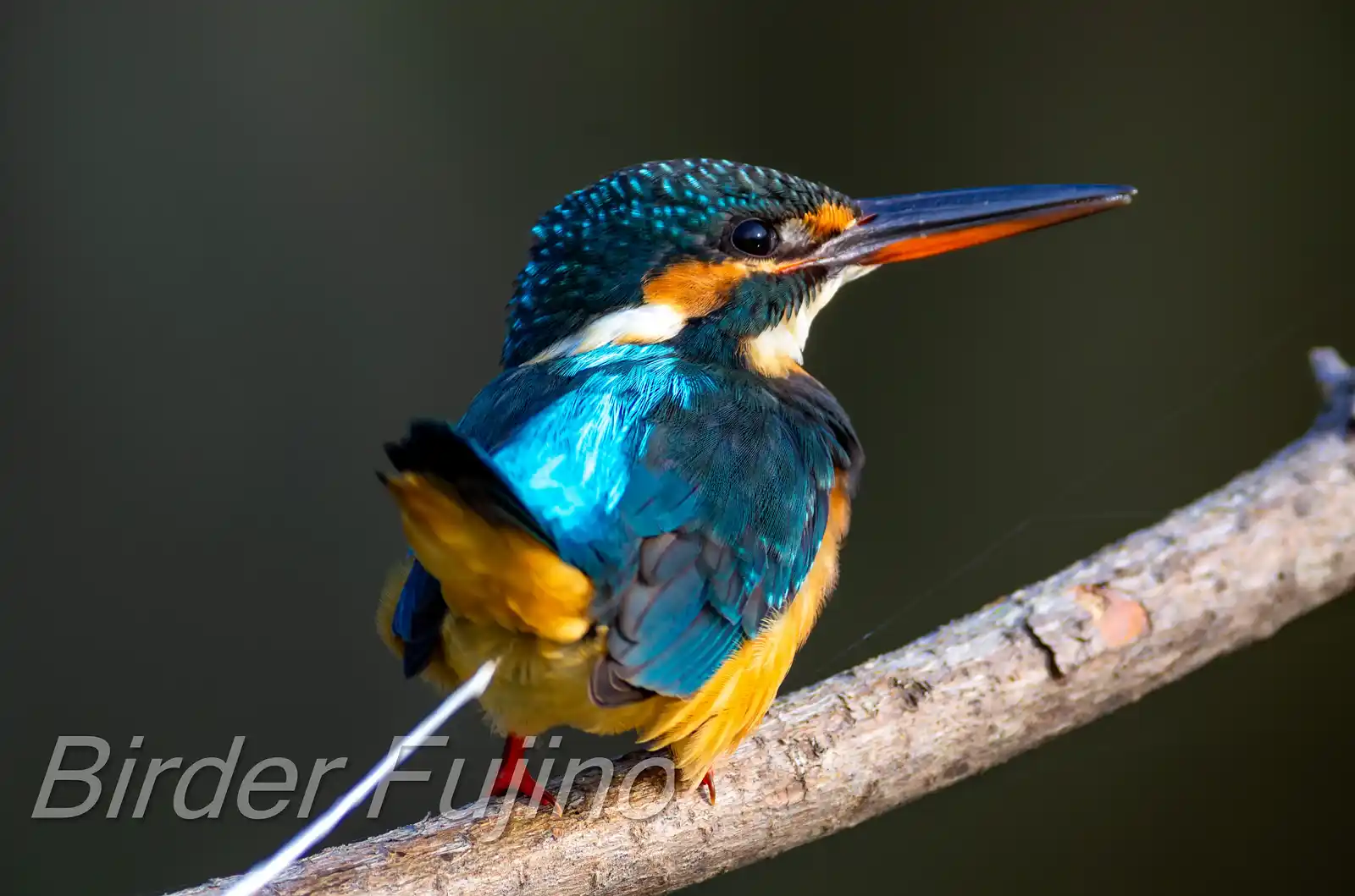 AFボーグ BORG77EDⅡで撮影した野鳥・カワセミの写真画像