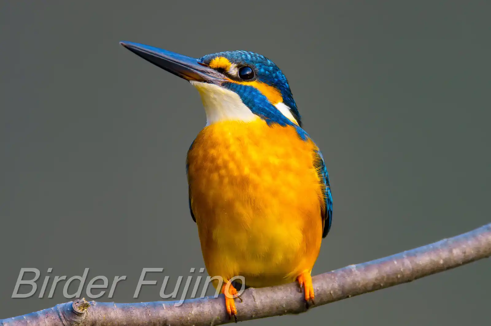 BORG60EDで撮影した野鳥・カワセミの写真画像